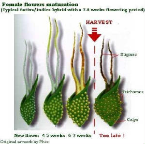 female_flower_maturation.jpg